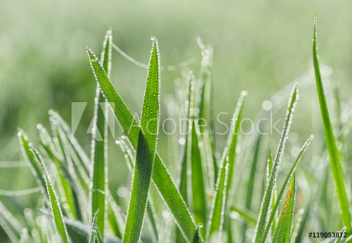 Picture of Grass and dew drops